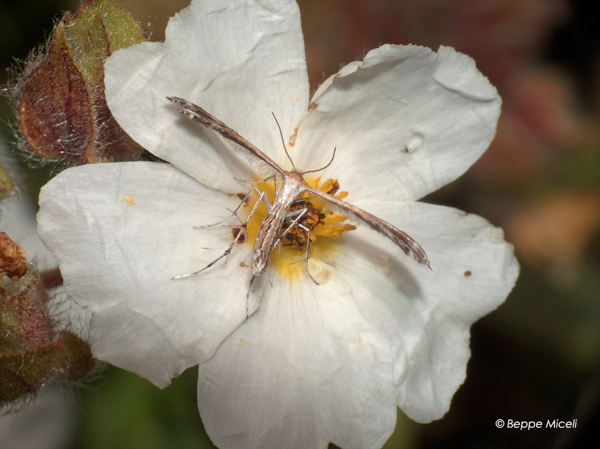 Pterophoridae